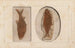 Recherches sur les poissons fossiles Pl. 82 - Louis Agassiz — artwork view