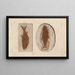 Recherches sur les poissons fossiles Pl. 82 - Louis Agassiz — framed artwork on a wall
