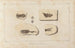 Recherches sur les poissons fossiles Pl083 - Louis Agassiz — artwork view