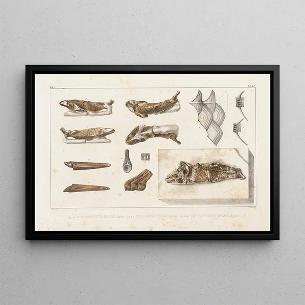 Recherches sur les poissons fossiles, Pl085 - Louis Agassiz — framed artwork on a wall