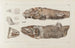 Recherches sur les poissons fossiles Pl087 - Louis Agassiz — artwork view