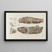 Recherches sur les poissons fossiles Pl087 - Louis Agassiz — framed artwork on a wall