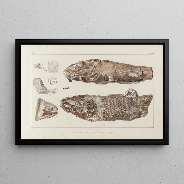 Recherches sur les poissons fossiles Pl087 - Louis Agassiz — framed artwork on a wall