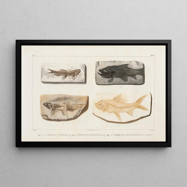 Recherches sur les poissons fossiles Pl088 - Louis Agassiz — framed artwork on a wall