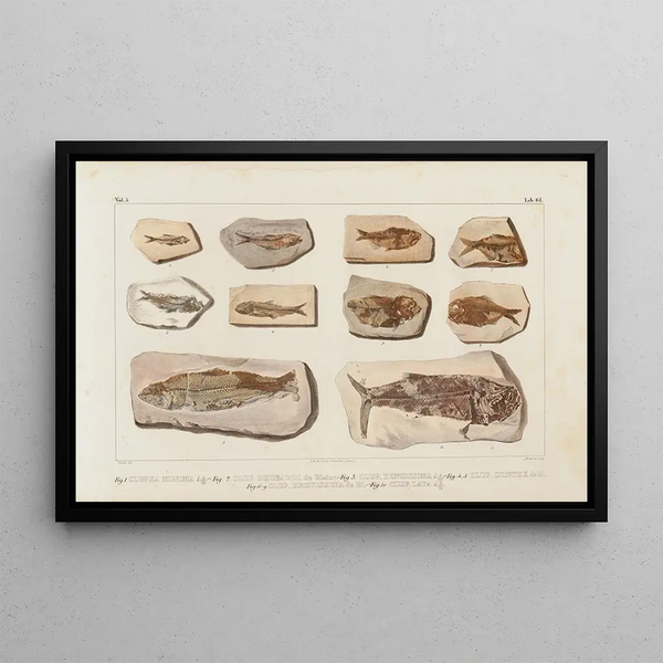 Recherches sur les poissons fossiles, Pl. 089 - Louis Agassiz — framed artwork on a wall