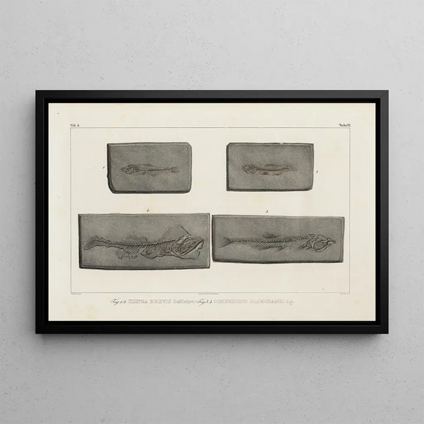 Recherches sur les poissons fossiles Pl090 - Louis Agassiz — framed artwork on a wall