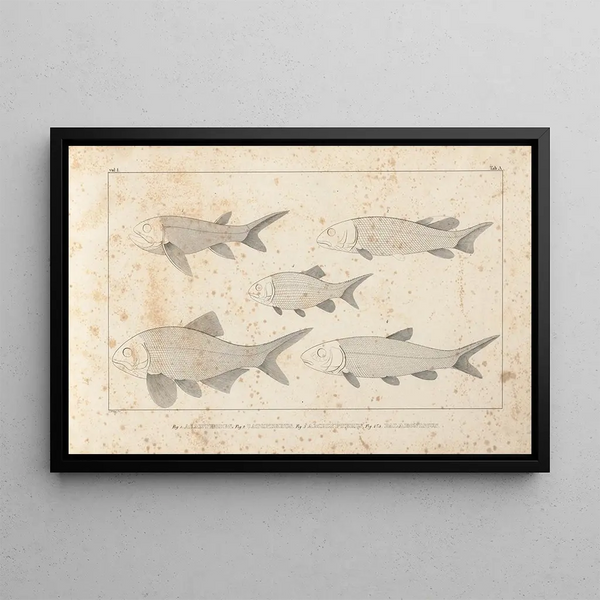 Recherches sur les poissons fossiles Pl093 - Louis Agassiz — framed artwork on a wall