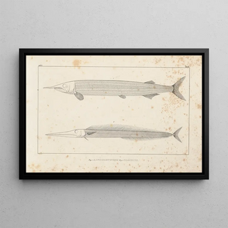 Louis Agassiz - Recherches sur les poissons fossiles Pl098.webp