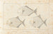 Recherches sur les poissons fossiles Pl099 - Louis Agassiz — artwork view