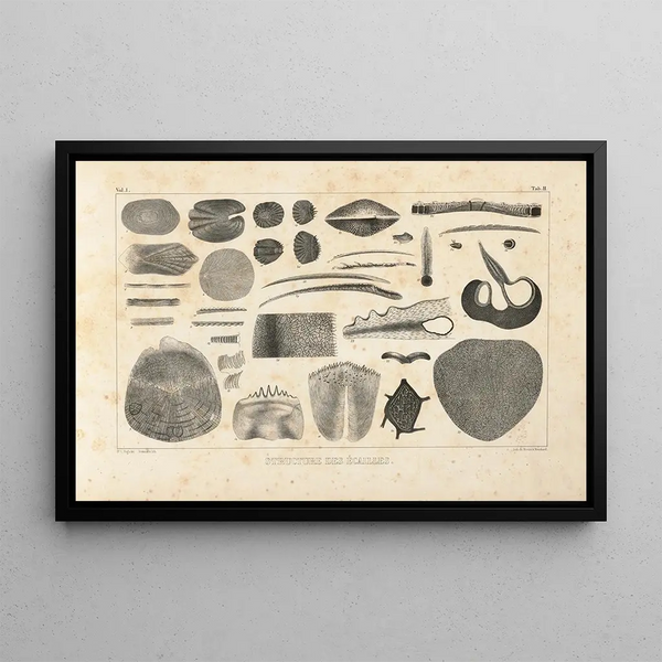 Recherches sur les poissons fossiles Pl100 - Louis Agassiz — framed artwork on a wall
