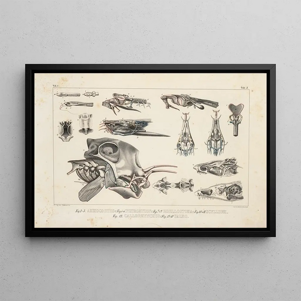 Recherches sur les poissons fossiles Pl101 - Louis Agassiz — framed artwork on a wall