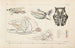 Recherches sur les poissons fossiles Pl102 - Louis Agassiz — artwork view
