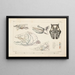 Recherches sur les poissons fossiles Pl102 - Louis Agassiz — framed artwork on a wall