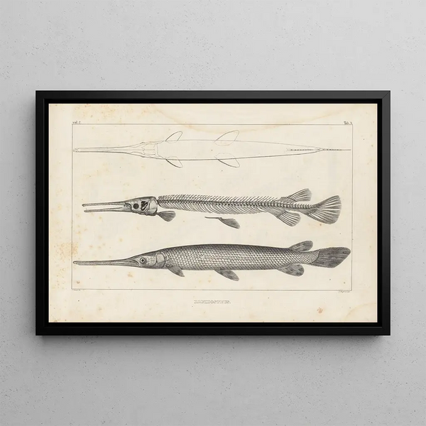 Recherches sur les Poissons Fossiles Pl103 - Louis Agassiz — framed artwork on a wall