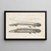 Recherches sur les poissons fossiles, Pl. 107 - Louis Agassiz — framed artwork on a wall