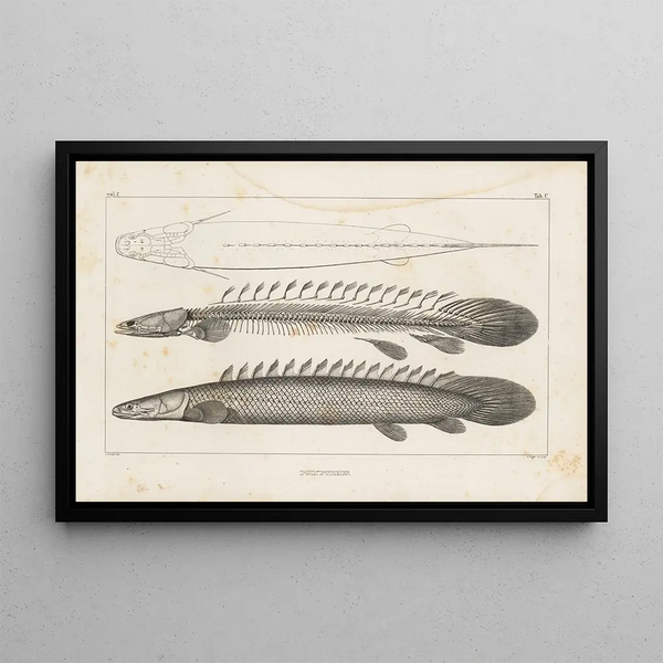 Recherches sur les poissons fossiles, Pl. 107 - Louis Agassiz — framed artwork on a wall