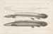 Recherches sur les poissons fossiles, Pl. 107 - Louis Agassiz — artwork view
