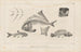 Recherches sur les poissons fossiles Pl109 - Louis Agassiz — artwork view