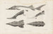 Recherches sur les poissons fossiles Pl110 - Louis Agassiz — artwork view