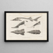 Recherches sur les poissons fossiles Pl110 - Louis Agassiz — framed artwork on a wall