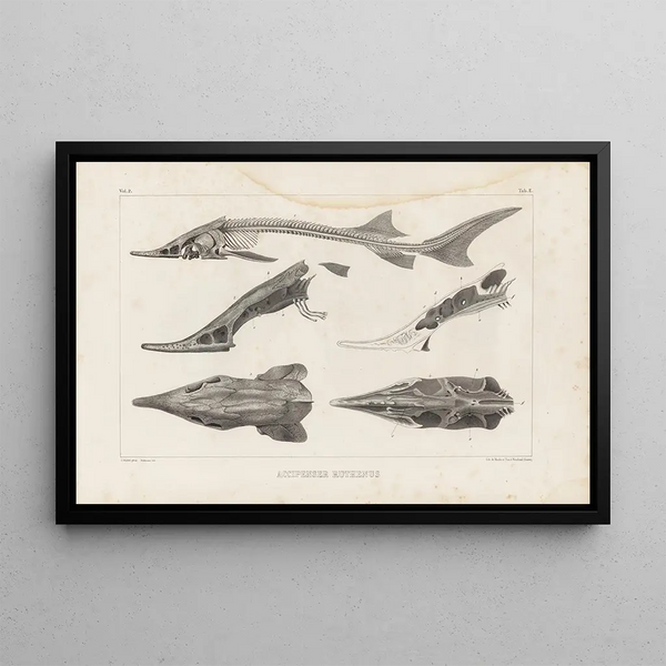 Recherches sur les poissons fossiles Pl110 - Louis Agassiz — framed artwork on a wall