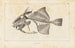 Recherches sur les poissons fossiles Pl111 - Louis Agassiz — artwork view