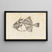 Recherches sur les poissons fossiles Pl111 - Louis Agassiz — framed artwork on a wall