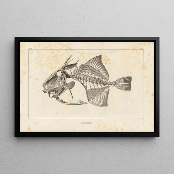 Recherches sur les poissons fossiles Pl111 - Louis Agassiz — framed artwork on a wall