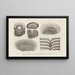 Recherches sur les poissons fossiles Pl114 - Louis Agassiz — framed artwork on a wall