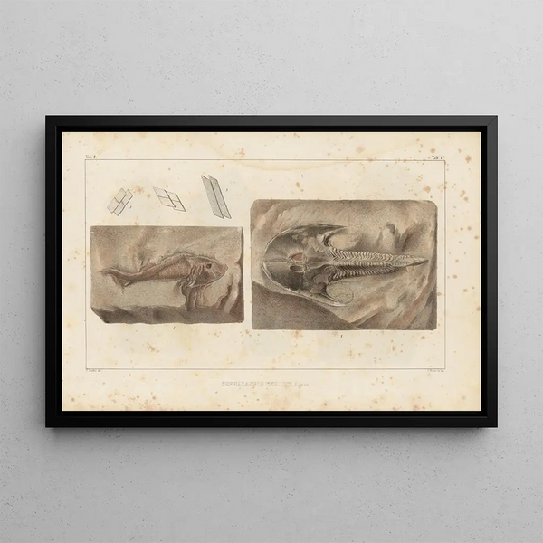 Recherches sur les poissons fossiles Pl116 - Louis Agassiz — framed artwork on a wall