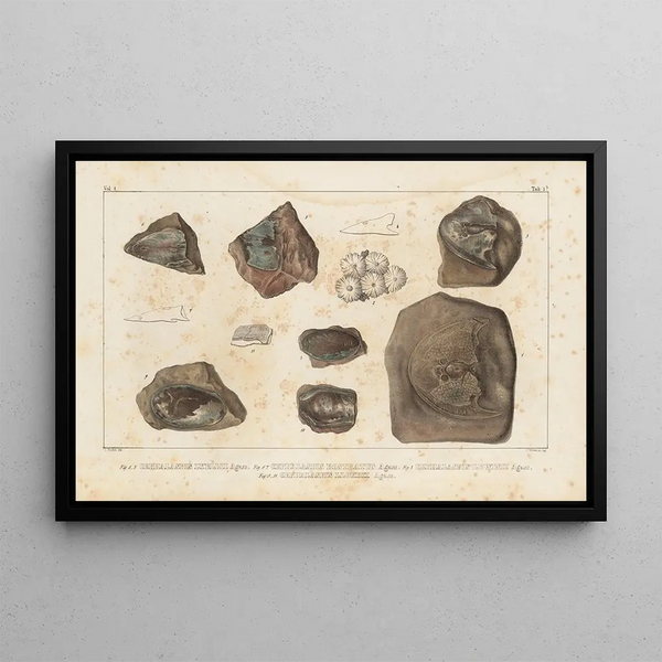 Recherches sur les poissons fossiles Pl117 - Louis Agassiz — framed artwork on a wall