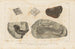 Recherches sur les poissons fossiles Pl118 - Louis Agassiz — artwork view