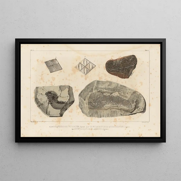 Recherches sur les poissons fossiles Pl118 - Louis Agassiz — framed artwork on a wall