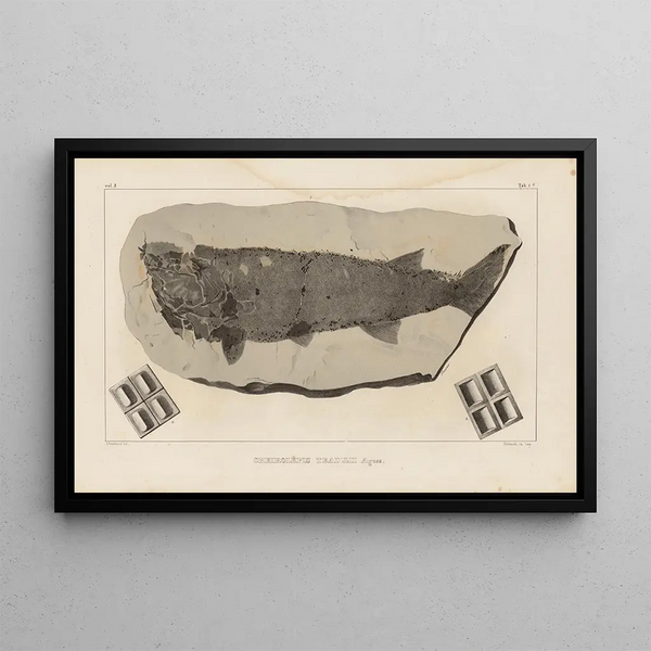 Recherches sur les poissons fossiles Pl119 - Louis Agassiz — framed artwork on a wall
