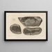 Recherches sur les poissons fossiles Pl120 - Louis Agassiz — framed artwork on a wall