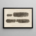 Recherches sur les poissons fossiles Pl121 - Louis Agassiz — framed artwork on a wall