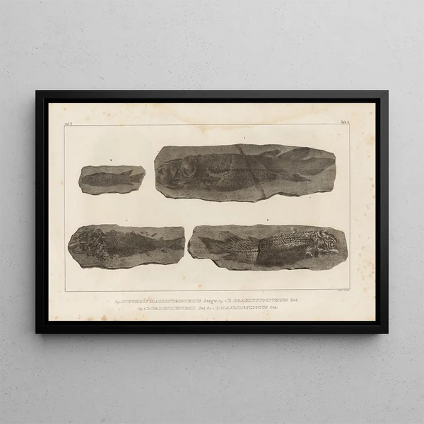 Recherches sur les poissons fossiles Pl121 - Louis Agassiz — framed artwork on a wall