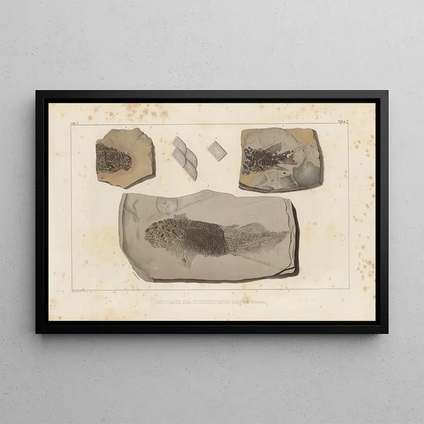 Recherches sur les poissons fossiles Pl122 - Louis Agassiz — framed artwork on a wall