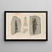 Recherches sur les poissons fossiles, Pl. 123 - Louis Agassiz — framed artwork on a wall
