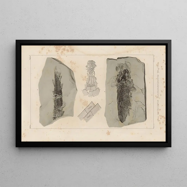 Recherches sur les poissons fossiles, Pl. 123 - Louis Agassiz — framed artwork on a wall