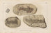 Recherches sur les poissons fossiles, Pl. 125 - Louis Agassiz — artwork view