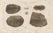 Recherches sur les poissons fossiles Pl126 - Louis Agassiz — artwork view