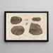 Recherches sur les poissons fossiles Pl126 - Louis Agassiz — framed artwork on a wall
