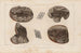 Recherches sur les poissons fossiles Pl. 128 - Louis Agassiz — artwork view
