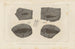 Recherches sur les poissons fossiles Pl134 - Louis Agassiz — artwork view