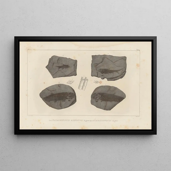Recherches sur les poissons fossiles Pl134 - Louis Agassiz — framed artwork on a wall