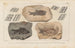 Recherches sur les poissons fossiles Pl135 - Louis Agassiz — artwork view