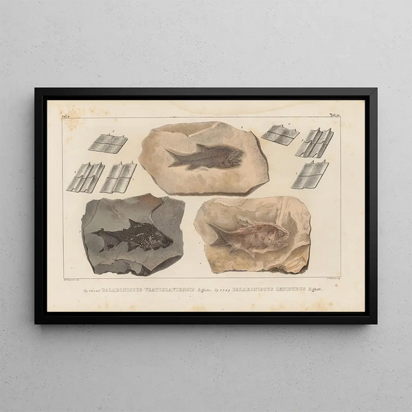 Recherches sur les poissons fossiles Pl135 - Louis Agassiz — framed artwork on a wall