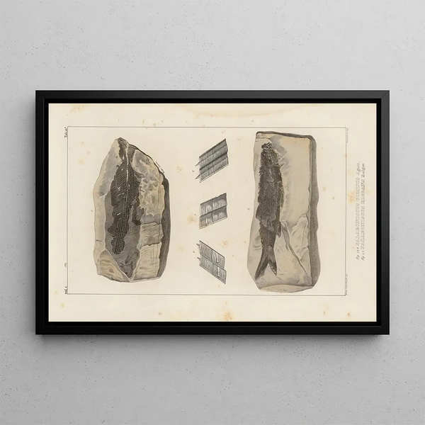 Recherches sur les poissons fossiles Pl137 - Louis Agassiz — framed artwork on a wall