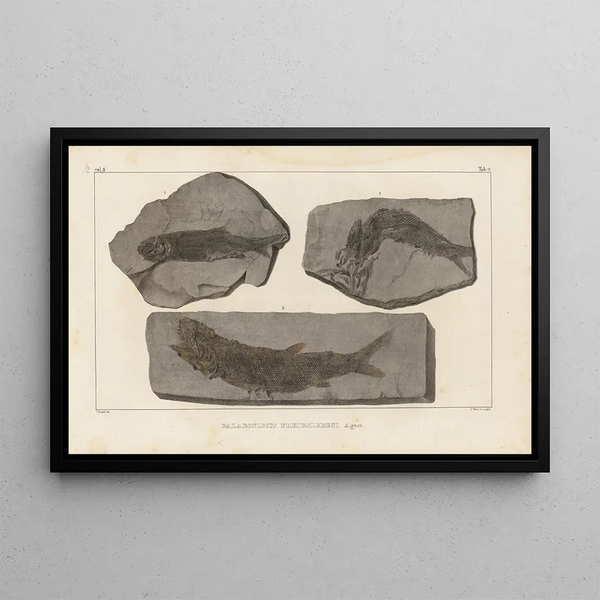 Recherches sur les poissons fossiles Pl. 139 - Louis Agassiz — framed artwork on a wall